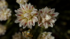 Phylica pulchella