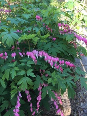Lamprocapnos spectabilis