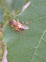 Eristalinus taeniops