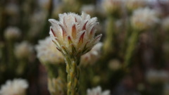 Phylica pulchella