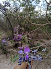 Mundulea sericea image