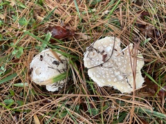 Amanita chrysoblema