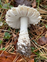 Amanita chrysoblema