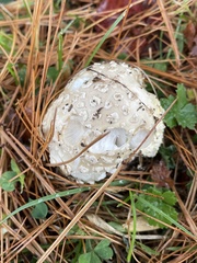 Amanita chrysoblema