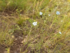 Eritrichium pectinatum