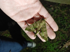 Xylophanes zurcheri