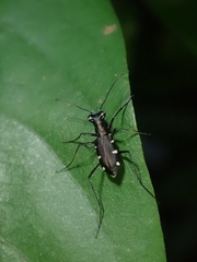 Cylindera decolorata