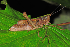 Aeolacris octomaculata