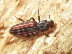Bothrideridae