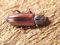 Bothrideridae
