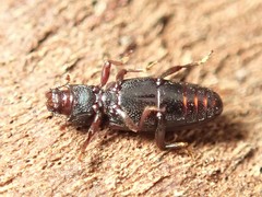 Bothrideridae