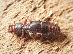 Bothrideridae