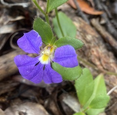 Scaevola calliptera