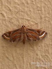 Eoophyla gibbosalis