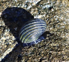 Nerita costata