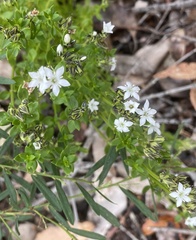 Orianthera serpyllifolia serpyllifolia