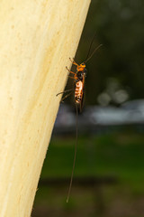 Virgulibracon endoxylaphagus