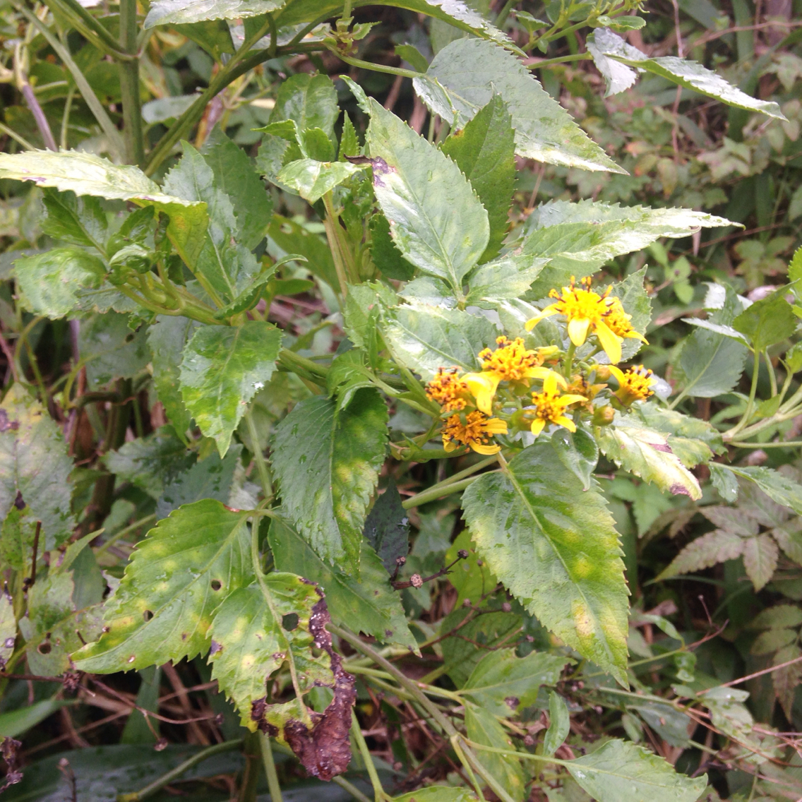 Bidens sandvicensis ssp. sandvicensis
