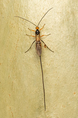 Virgulibracon endoxylaphagus
