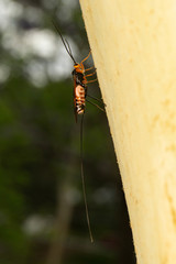 Virgulibracon endoxylaphagus