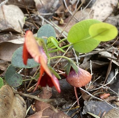 Gompholobium ovatum