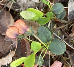 Gompholobium ovatum