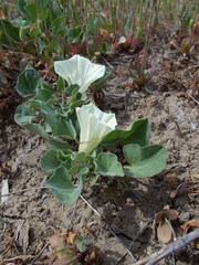 Calystegia subacaulis