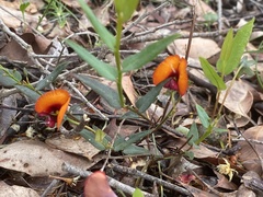Gompholobium ovatum
