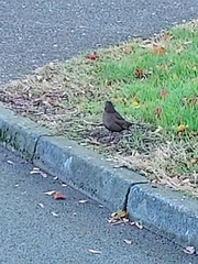 Turdus merula