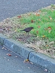 Turdus merula