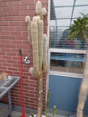 Espostoa