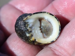 Nerita chamaeleon