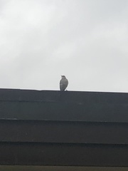 Mimus polyglottos image