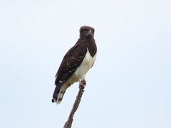 Black-Chested Snake Eagle photo 4