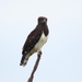 Black-chested Snake-Eagle - Photo (c) Shayna Asherwood, some rights reserved (CC BY-NC), uploaded by Shayna Asherwood