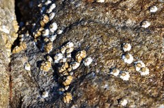 Microeuraphia withersi