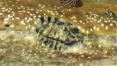 Chitonidae
