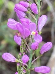 Comesperma virgatum