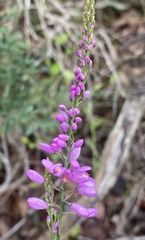 Comesperma virgatum