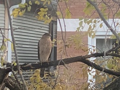 Accipiter cooperii