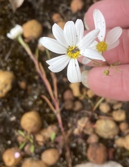 Brachyscome iberidifolia