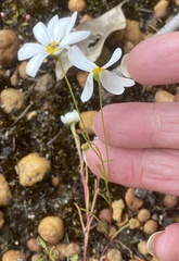 Brachyscome iberidifolia