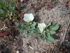 Calystegia subacaulis