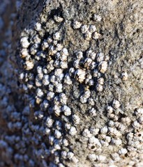 Microeuraphia withersi