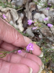 Boronia spathulata