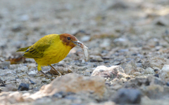 Setophaga petechia bryanti