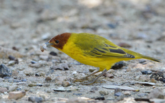 Setophaga petechia bryanti