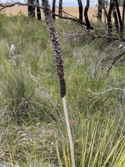Xanthorrhoea platyphylla