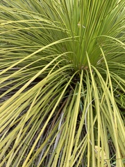 Xanthorrhoea platyphylla