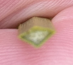 Xanthorrhoea platyphylla